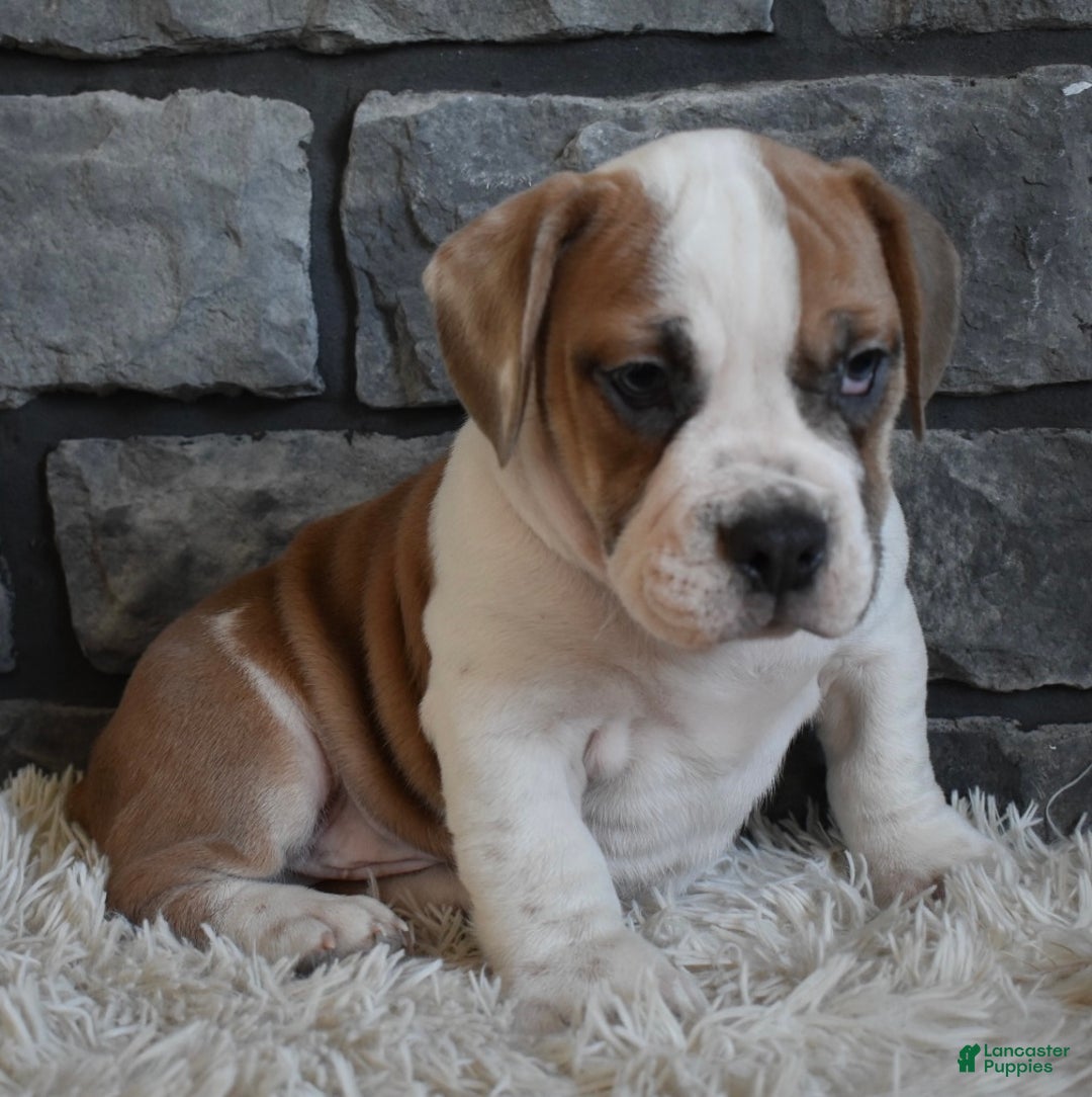 Mixed Breed dogs for sale: Tank  - Ad 6