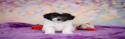 Maltipoo dogs for sale: Voilet - Ad 11
