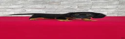 Miniature Dachshund dogs for sale: Tyler - Ad 4