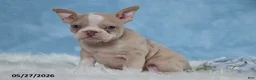 Frenchton dogs for sale: Sally - Ad 3