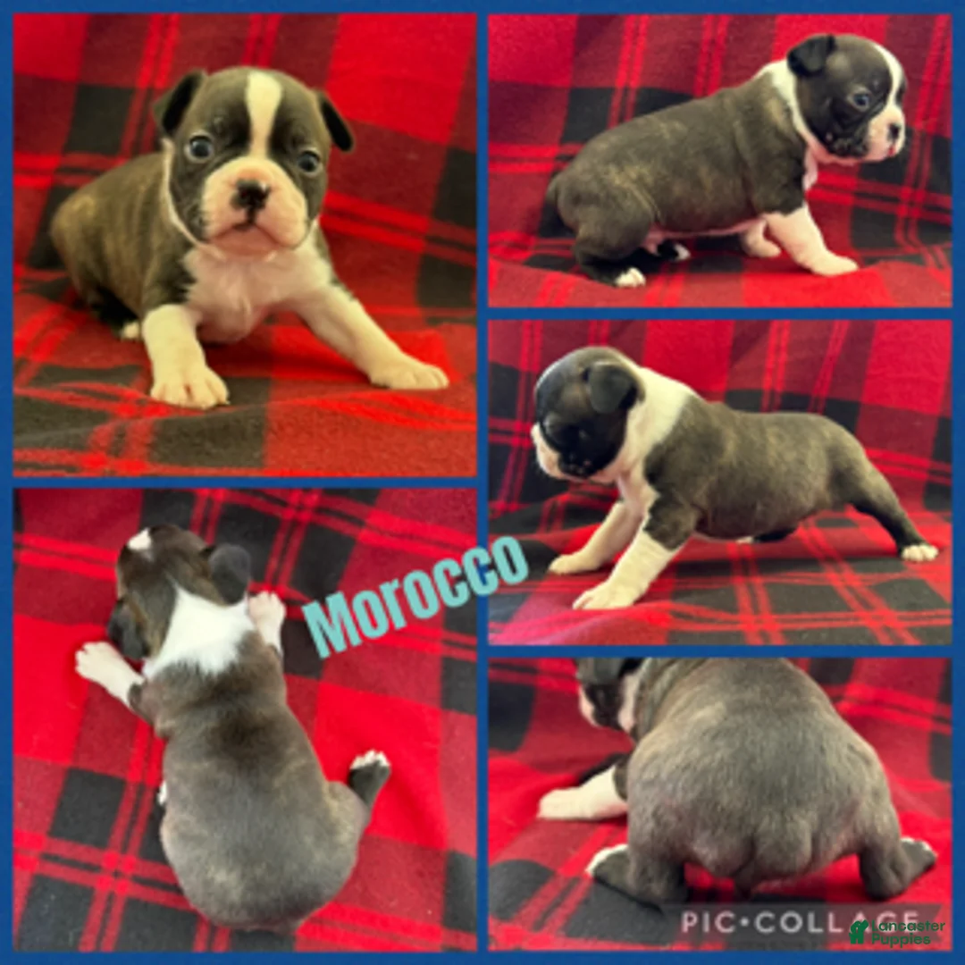 Boston Terrier dogs for sale: Morocco - Ad 1