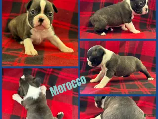 Boston Terrier dogs Morocco - Ad 3