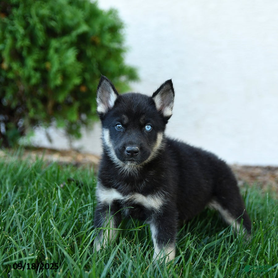 Gerberian Shepsky Puppies for sale Lancaster Puppies
