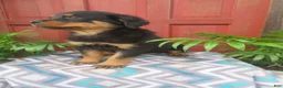 Rottweiler dogs for sale: Captain  - Ad 6