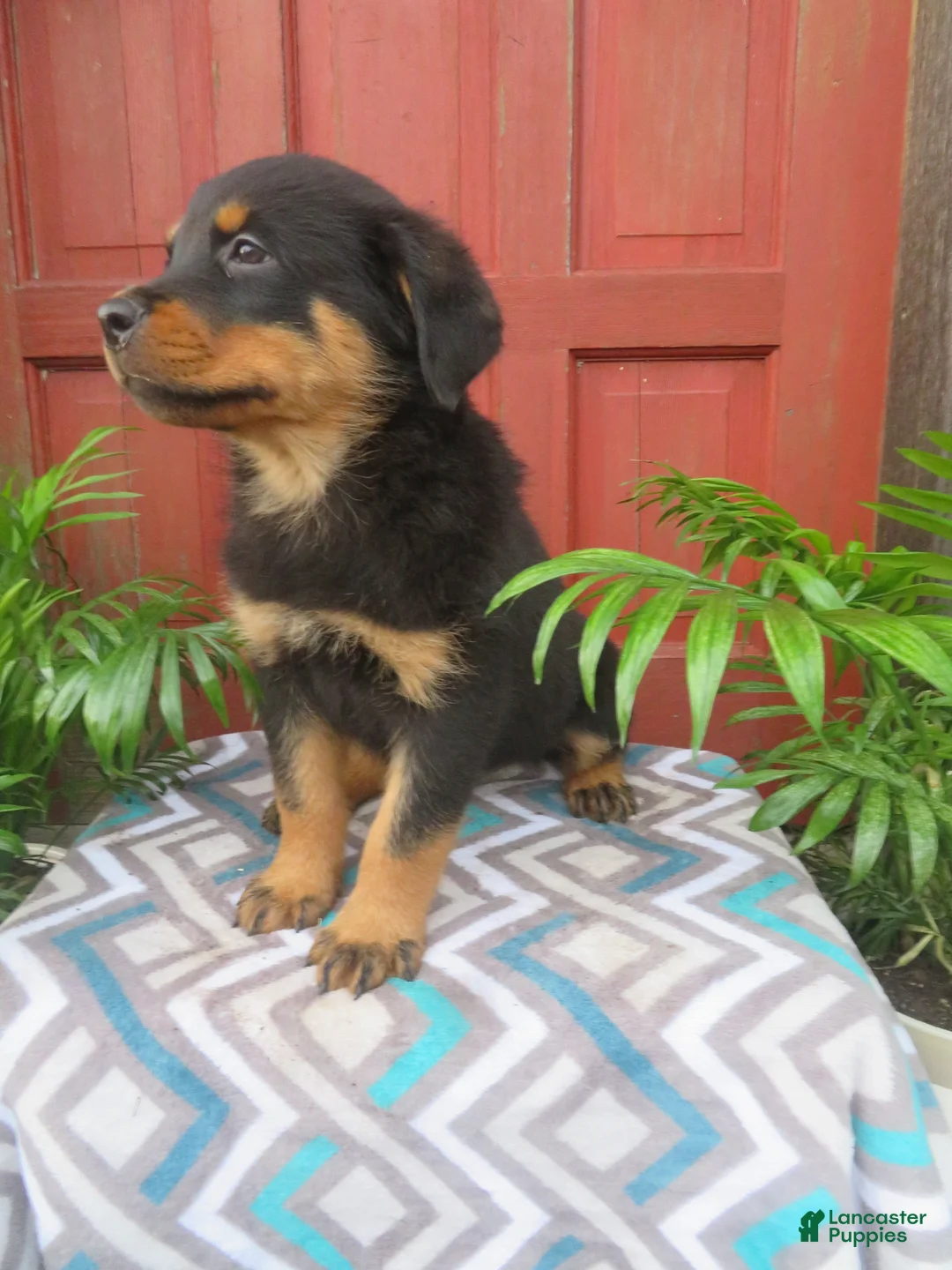 Rottweiler dogs for sale: Captain  - Ad 6