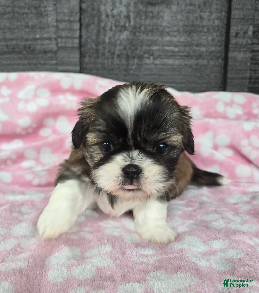 Mixed Breed dogs for sale: Shinese Daisy Duke - Ad 2