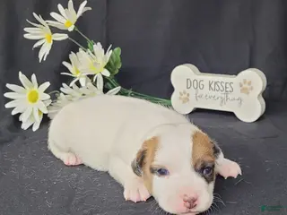 Jack Russell Terrier dogs NEAL purebred CKC Registered - Ad 19