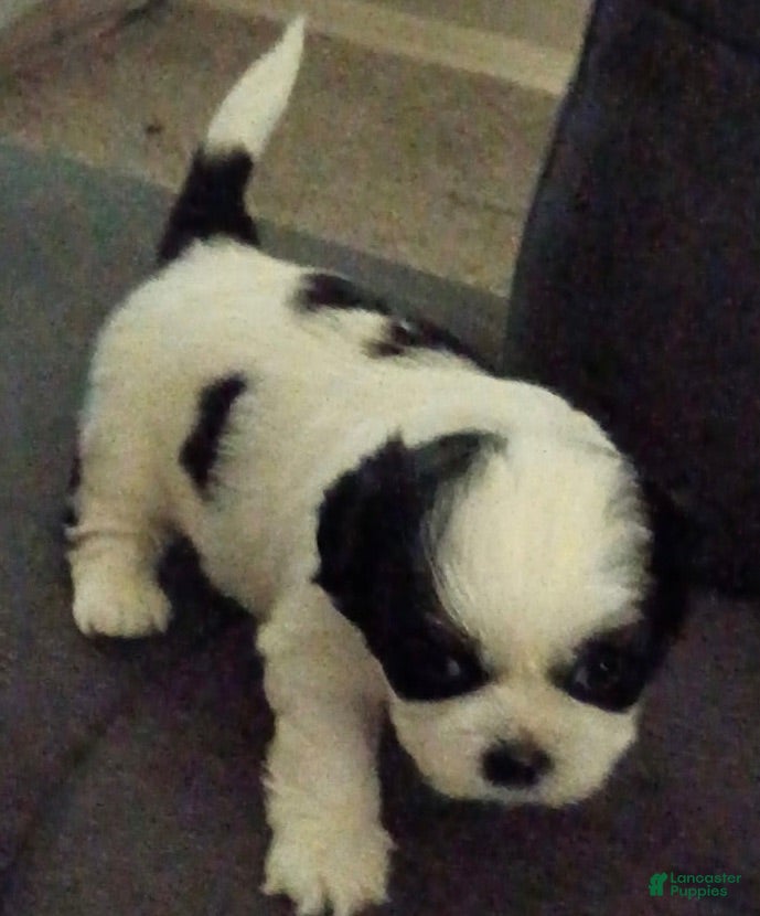 Shih Tzu dogs Shih Tzu 2 - Ad 30