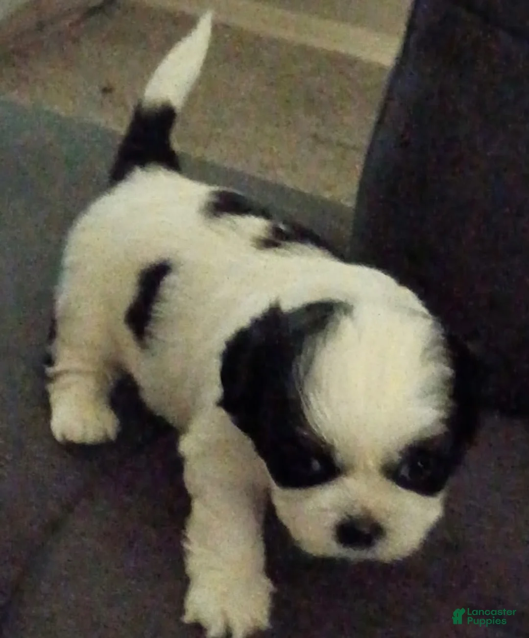 Shih Tzu dogs for sale: Shih Tzu 2 - Ad 1