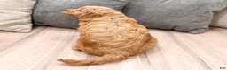 Mini Goldendoodle dogs for sale: Koda - Ad 5