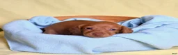 Miniature Dachshund dogs for sale: Espresso - Ad 9