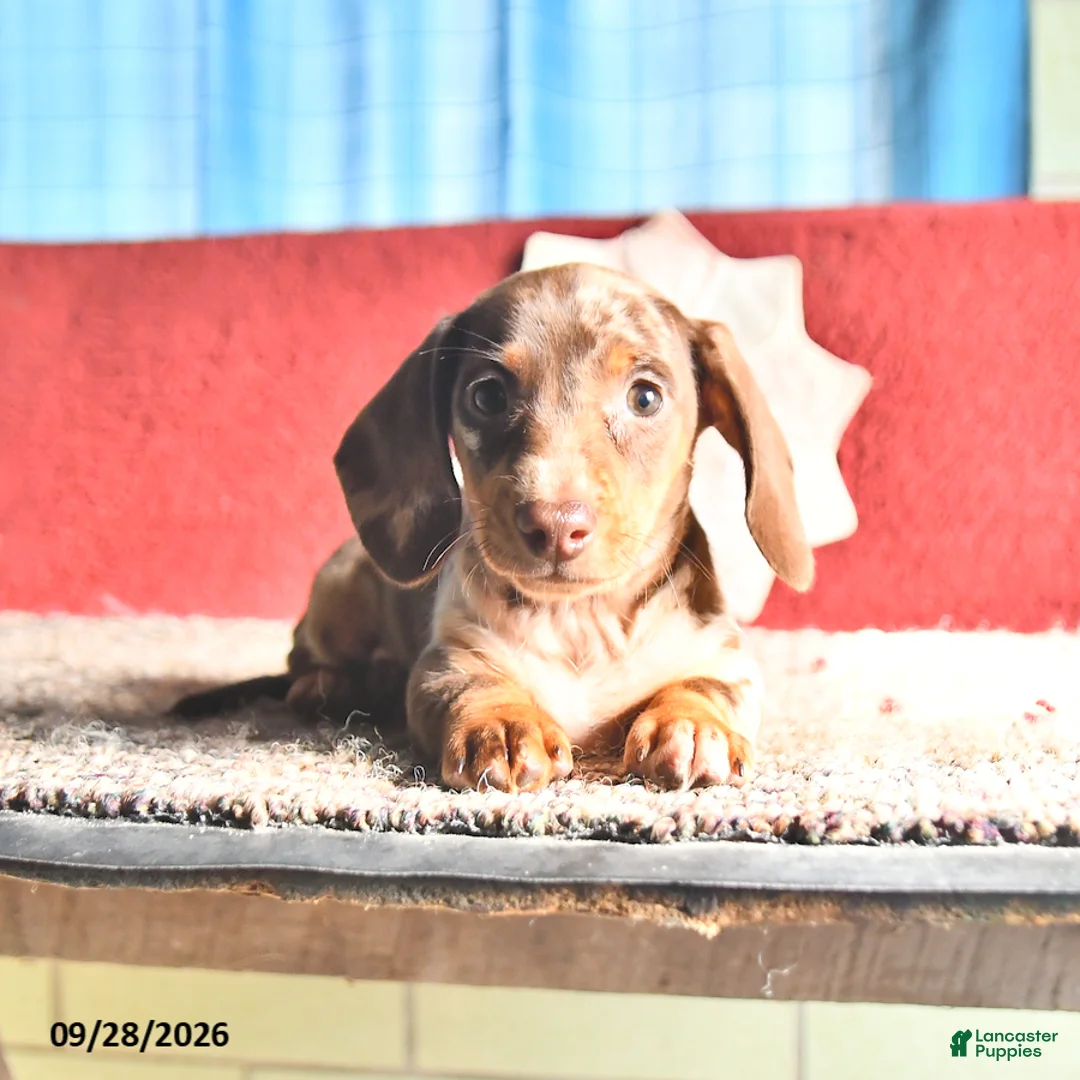Miniature Dachshund dogs for sale: Rosey - Ad 1