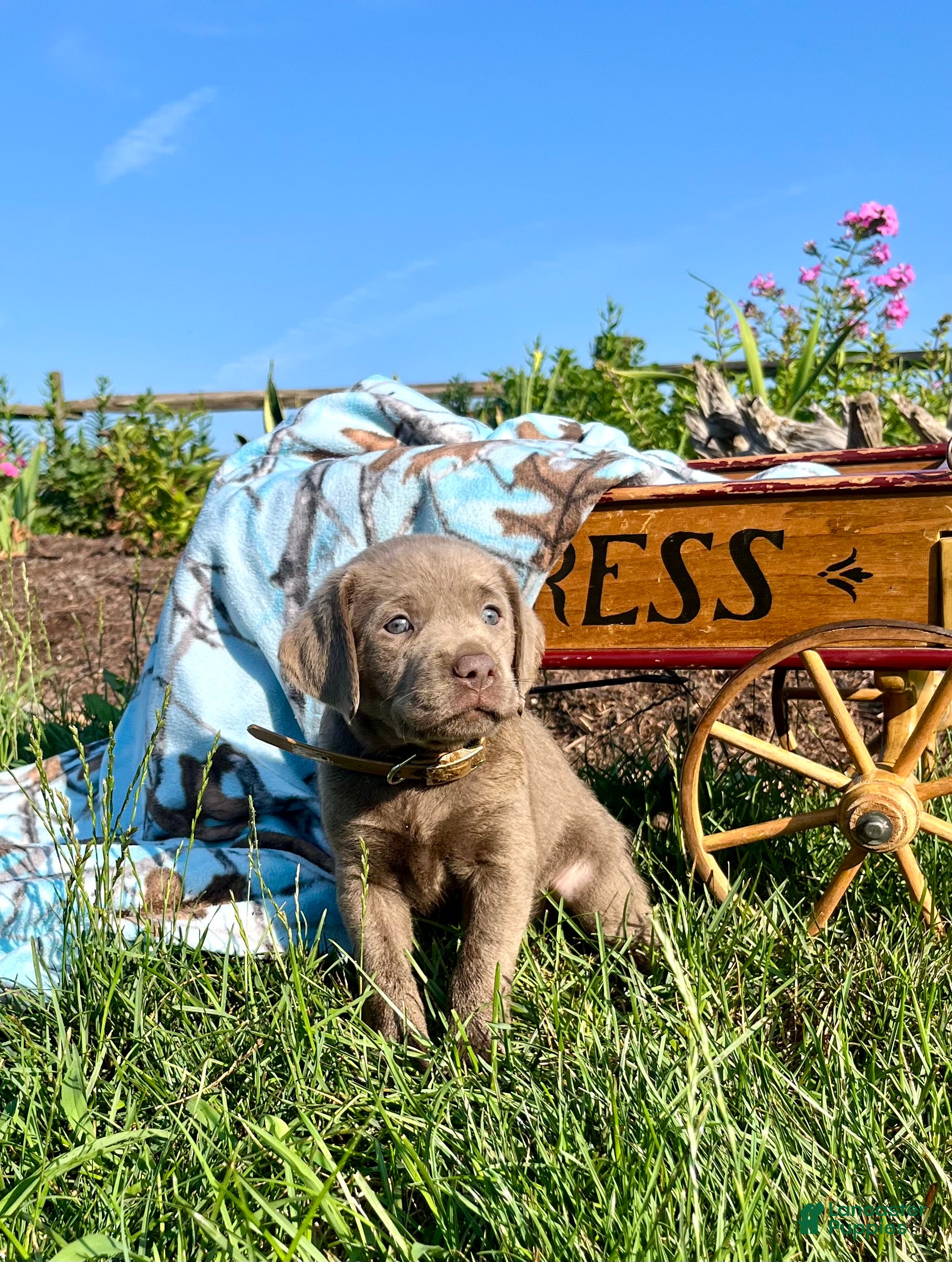 Labrador Retriever dogs THEA❤️AKC Hip Cert tan - Ad 1