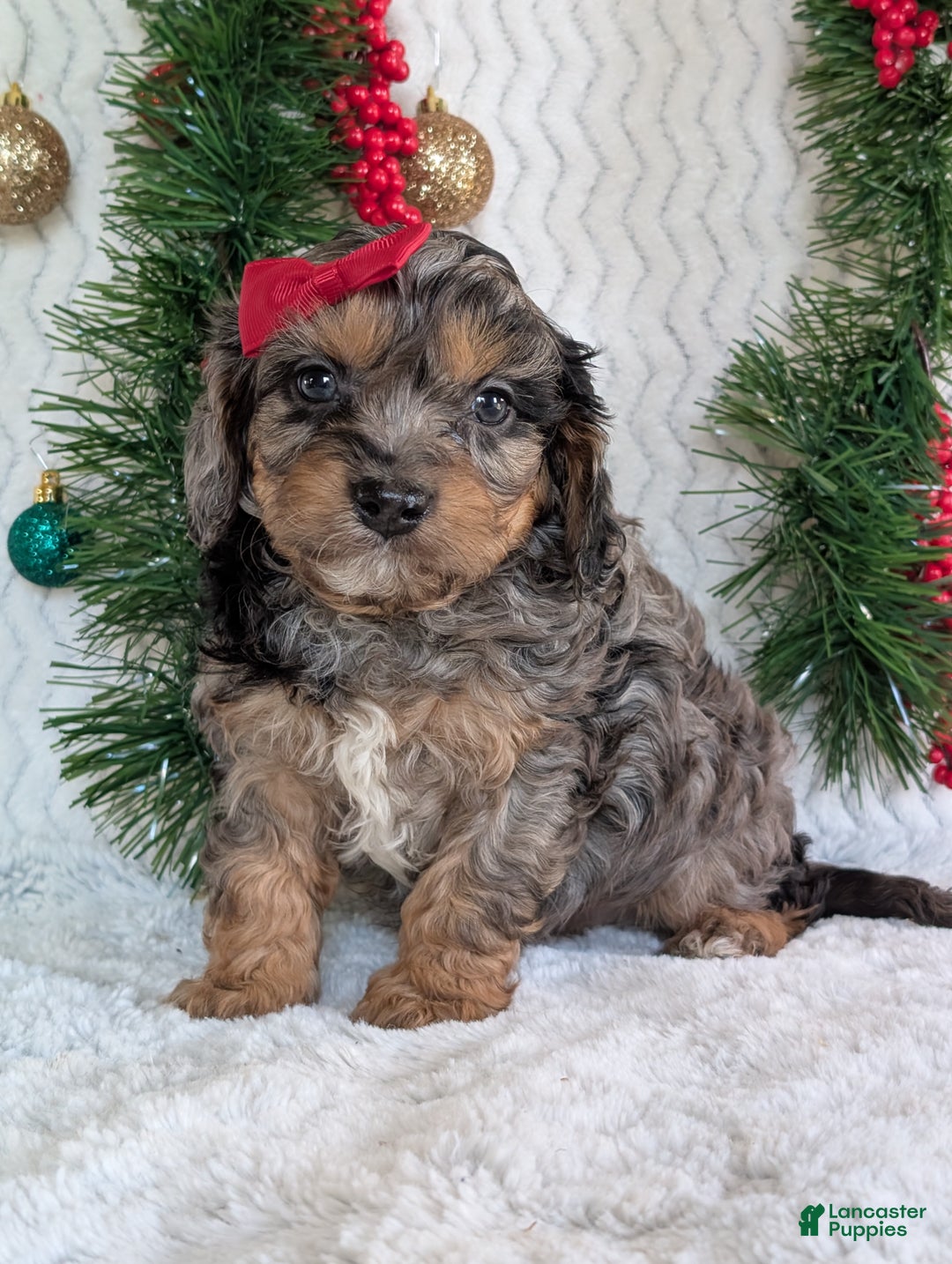Cavapoo dogs for sale: Bluey - Ad 4