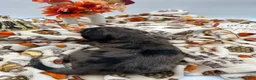Labradoodle dogs for sale: Maverick  - Ad 5