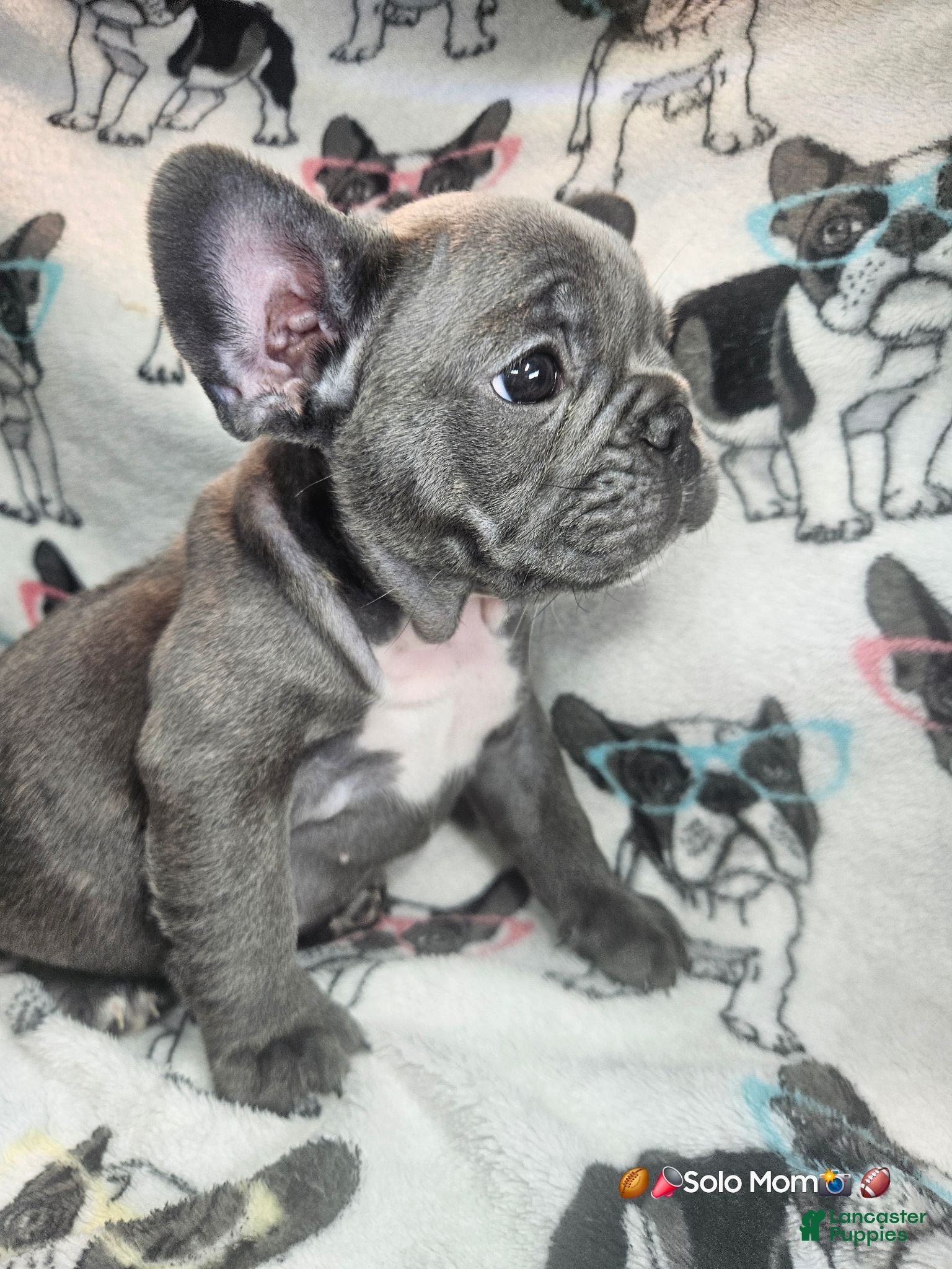 French Bulldog dogs Keyshia Cole Female Blue Reverse Brindle  - Ad 2