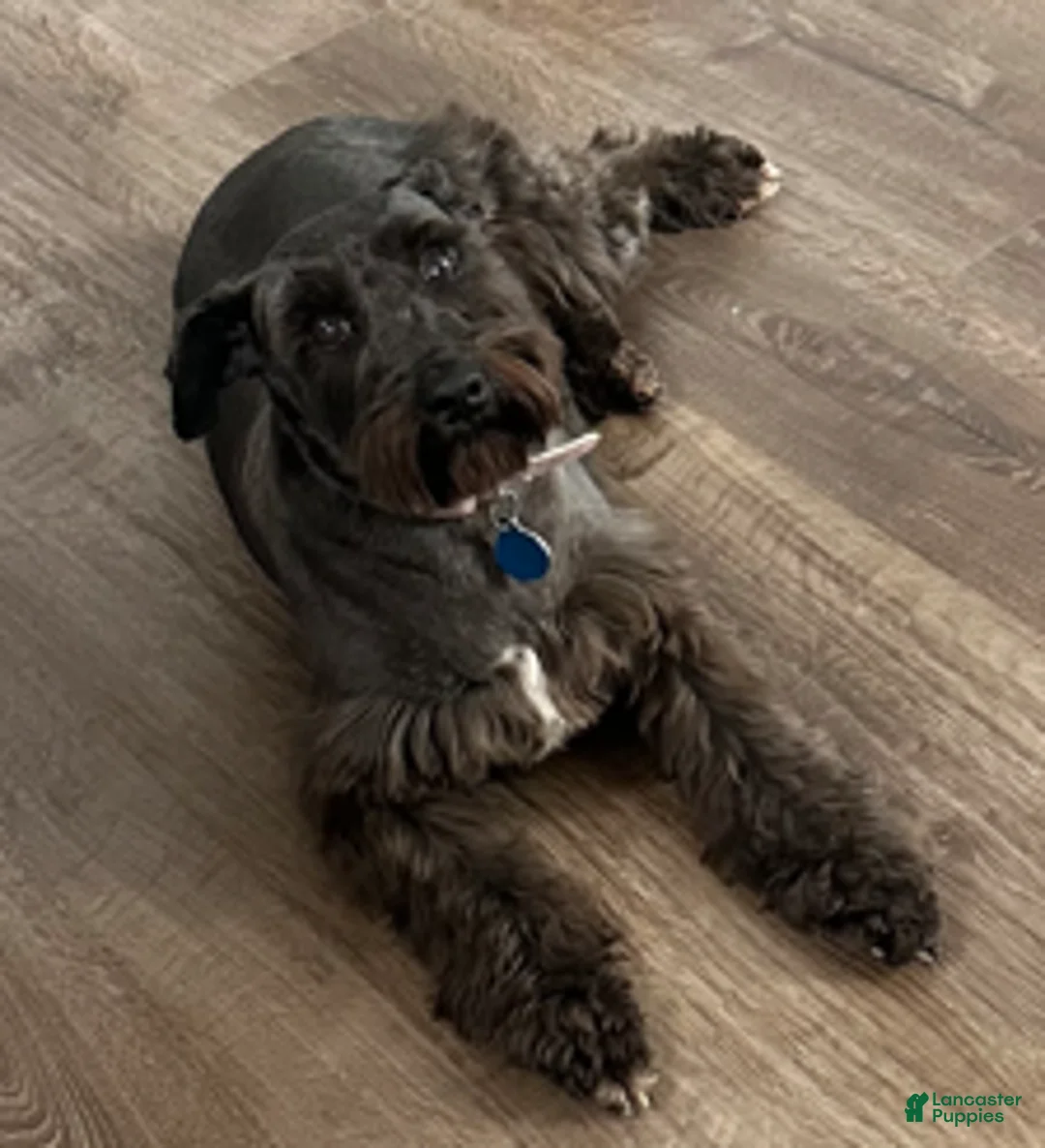 Miniature Schnauzer dogs for sale: Felicia - Ad 2