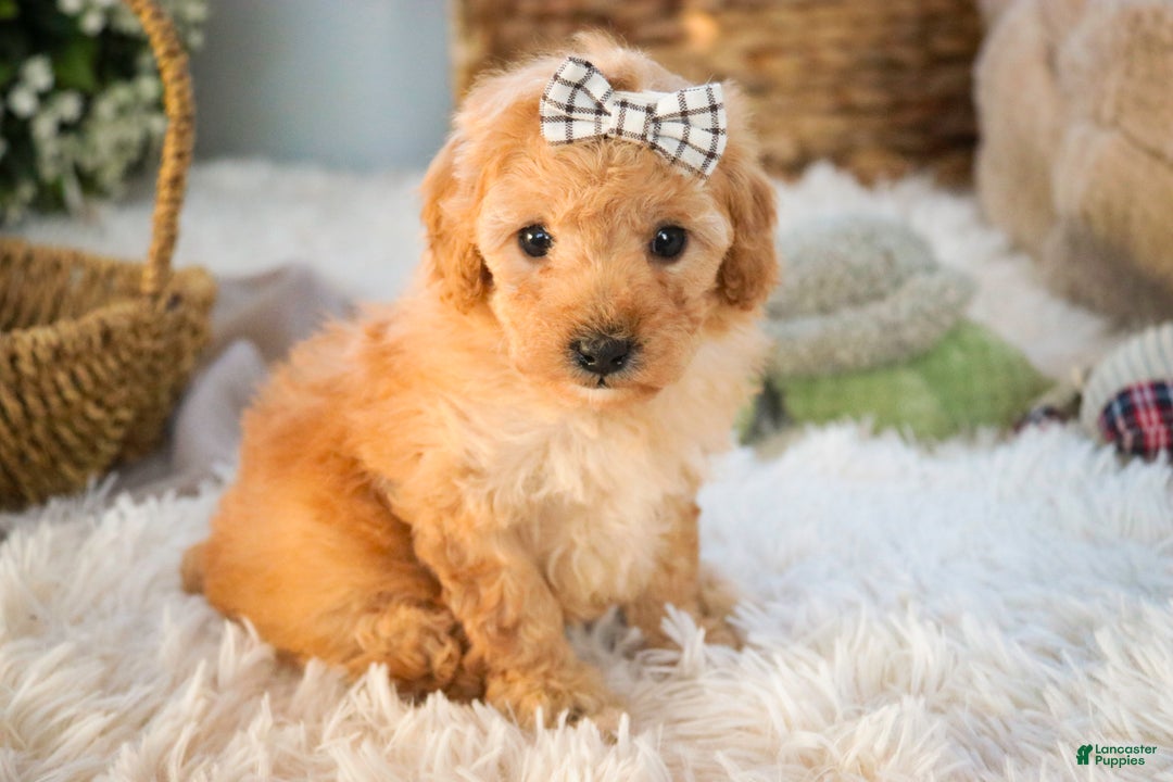 Miniature Poodle dogs for sale: Hailey - Ad 6