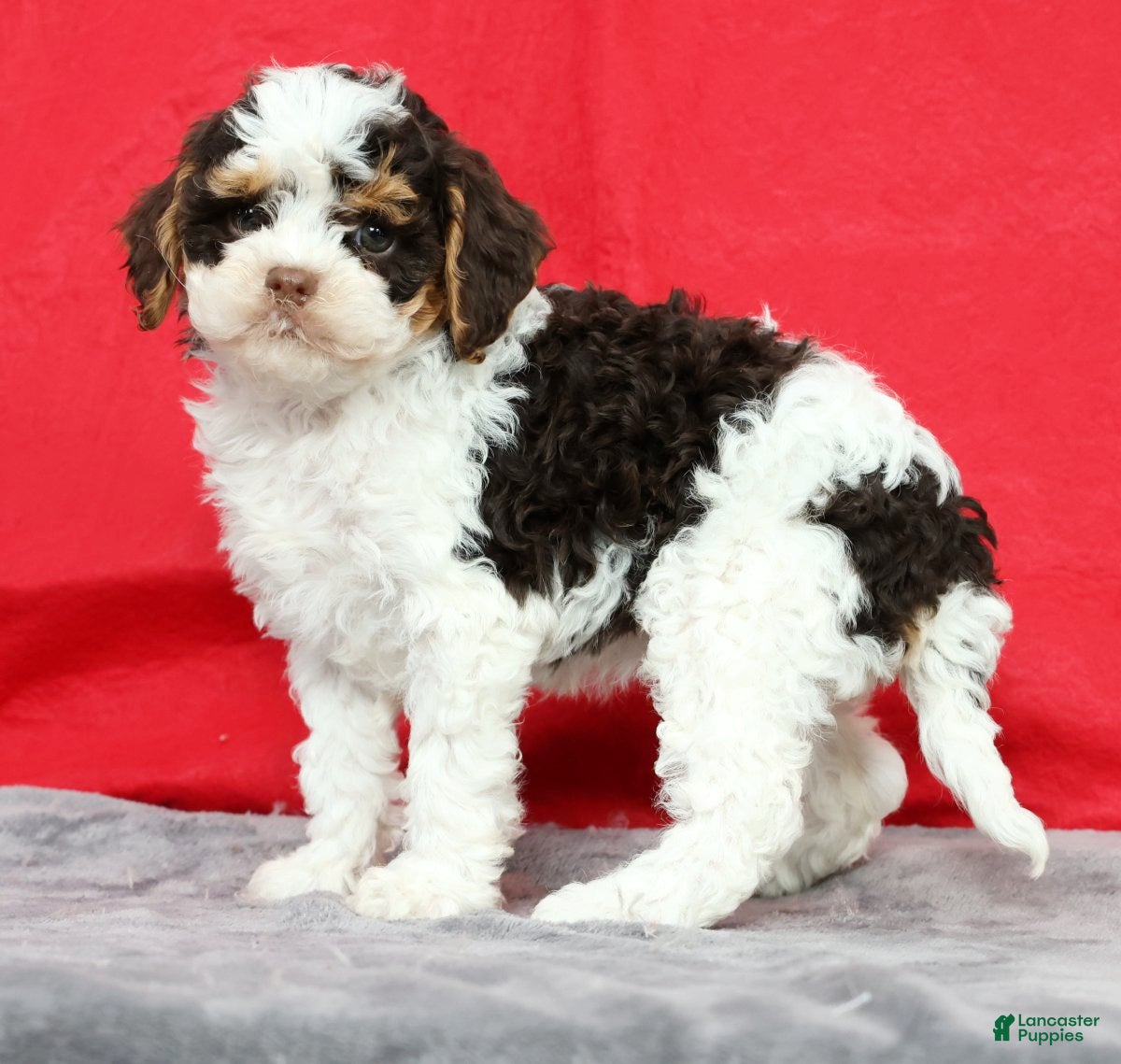 Cavapoo dogs Megan - Ad 1