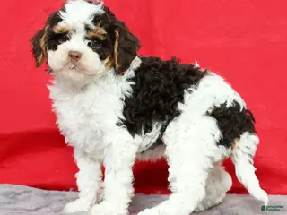 Cavapoo dogs for sale: Megan - Ad 1