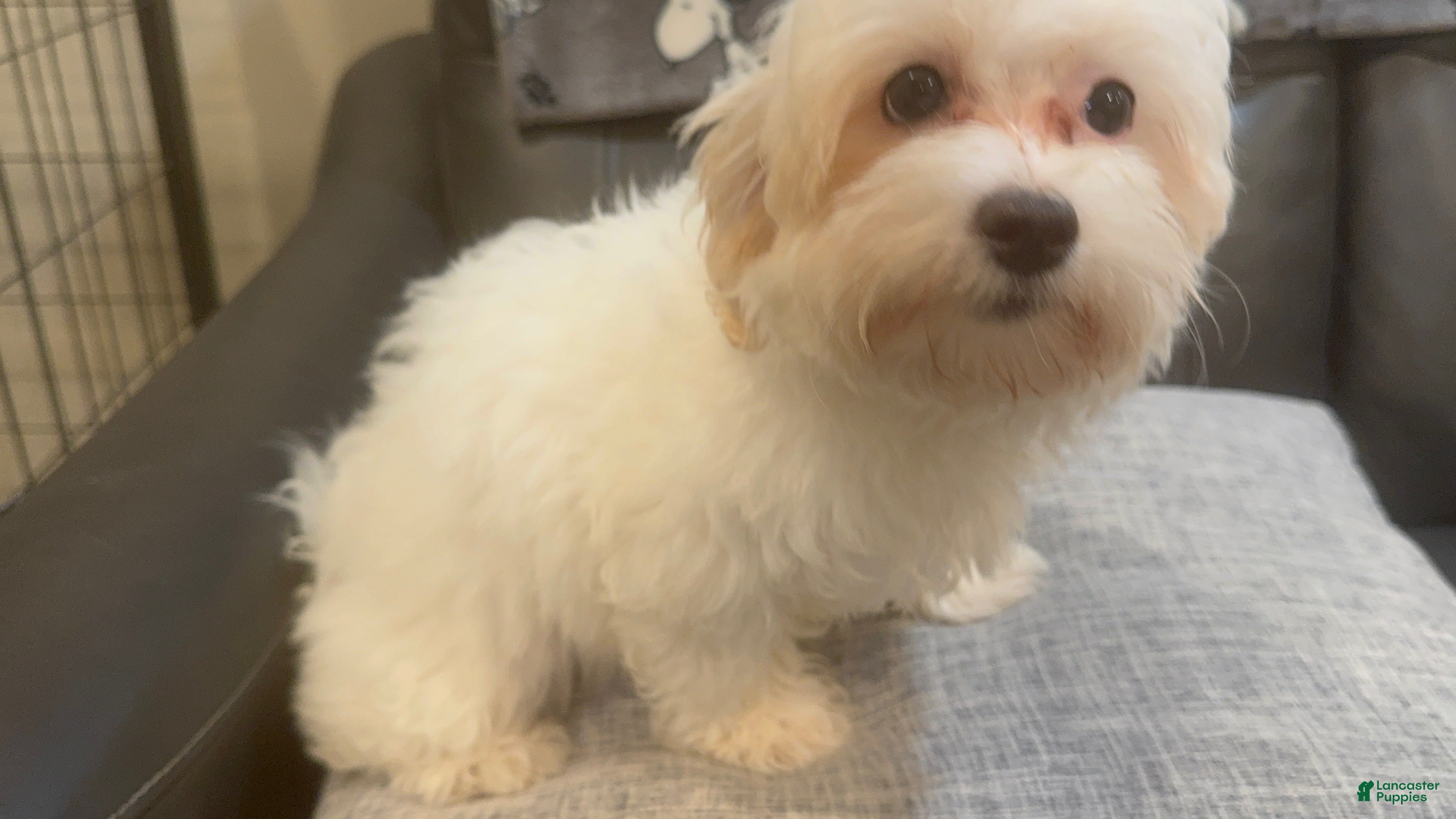 Maltipoo dogs May - Ad 19