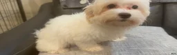 Maltipoo dogs for sale: May - Ad 1
