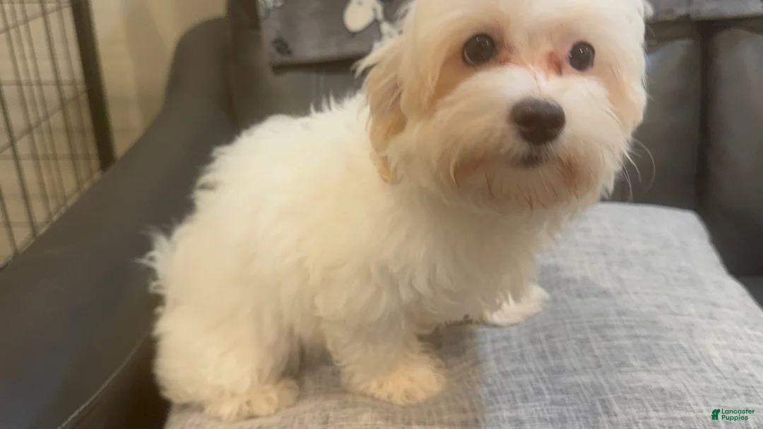 Maltipoo dogs for sale: May - Ad 1