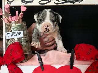 Olde English Bulldogge dogs Olde English Bulldogge Puppy 1 - Ad 19