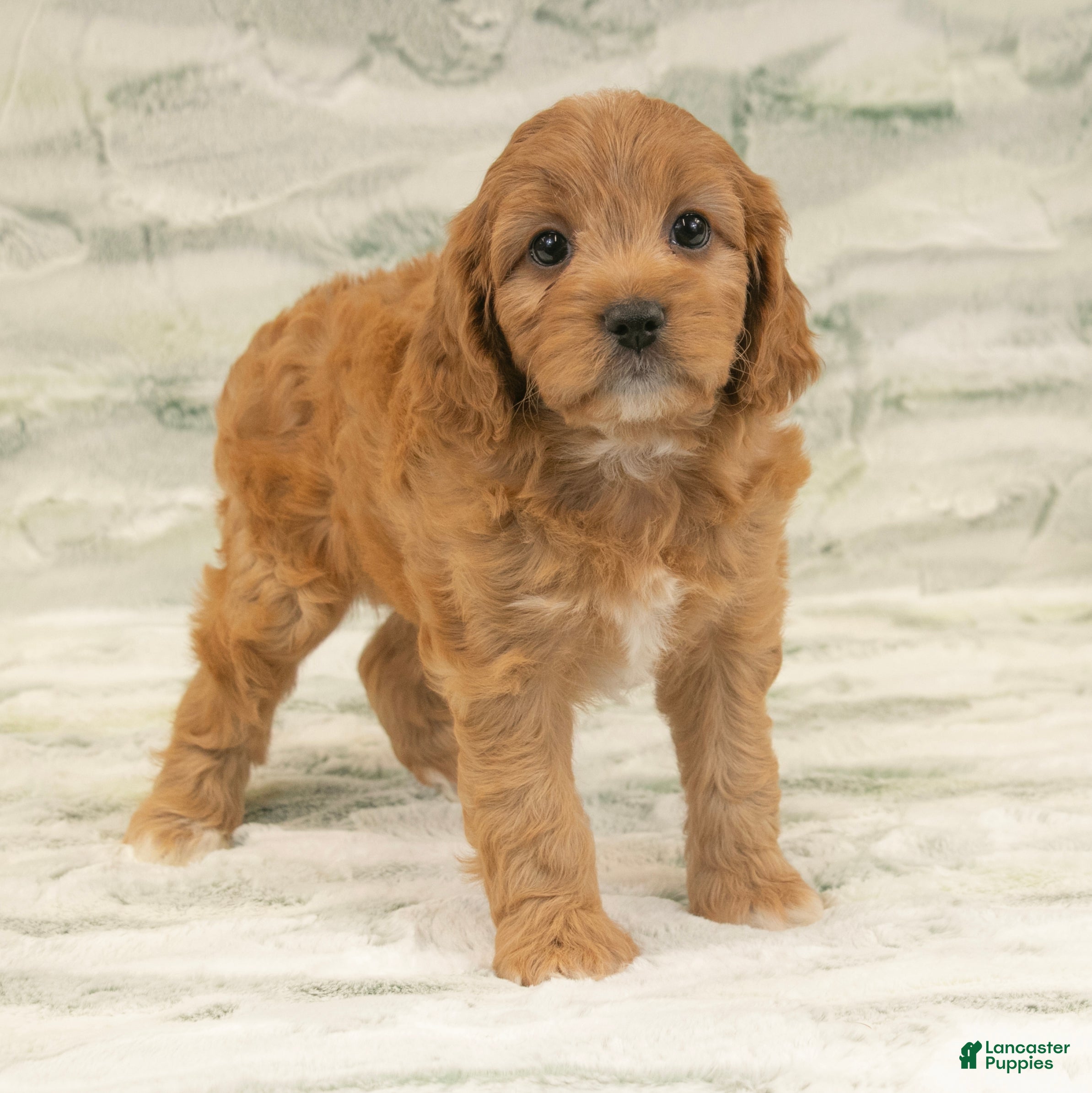 Cavapoo dogs Mandy - Ad 2