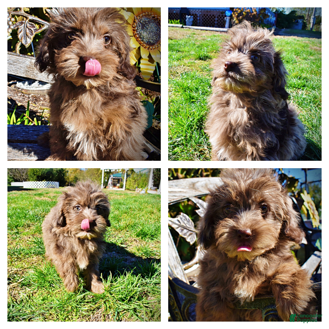 Havapoo dogs for sale: Gracie - Black Friday Sale - Ad 1