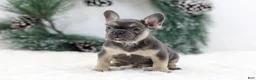French Bulldog dogs for sale: Jordan - Ad 6