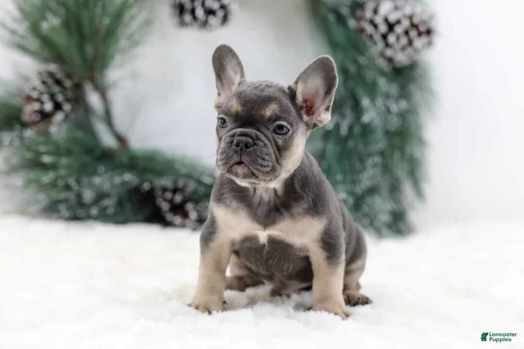 French Bulldog dogs for sale: Jordan - Ad 6