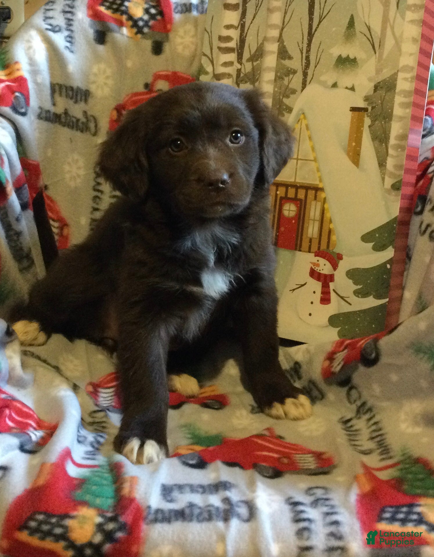 Mixed Breed dogs Mimmy  - Ad 9