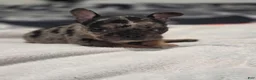 French Bulldog dogs for sale: French Bulldog Puppy 3 - Ad 11