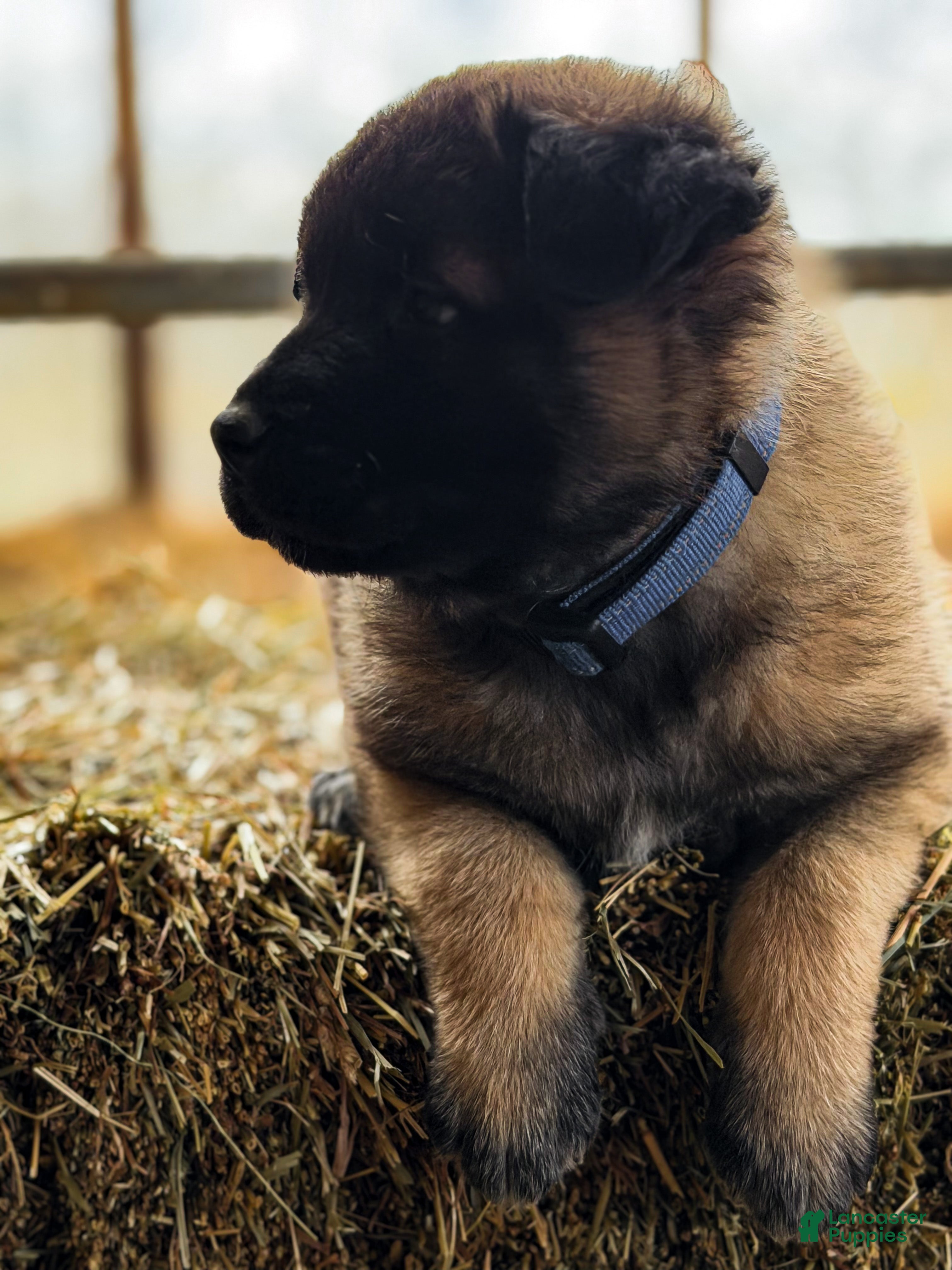 Estrela Mountain Dog dogs Argus "Watchful Guardian"  - Ad 5