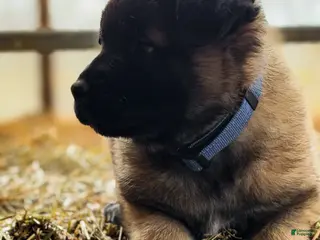 Estrela Mountain Dog dogs Argus "Watchful Guardian" - Ad 5