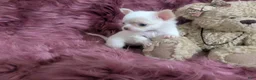 Chihuahua dogs for sale: Priscilla LC  Apple Head    Videos  - Ad 7