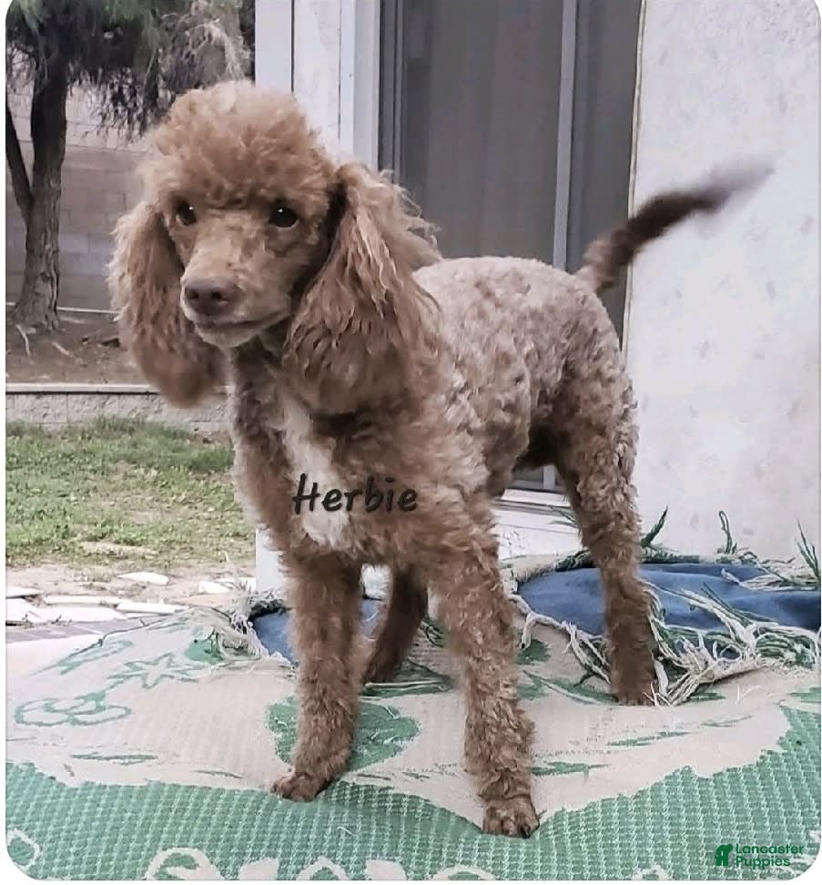 Toy Poodle dogs Herbie - Ad 24