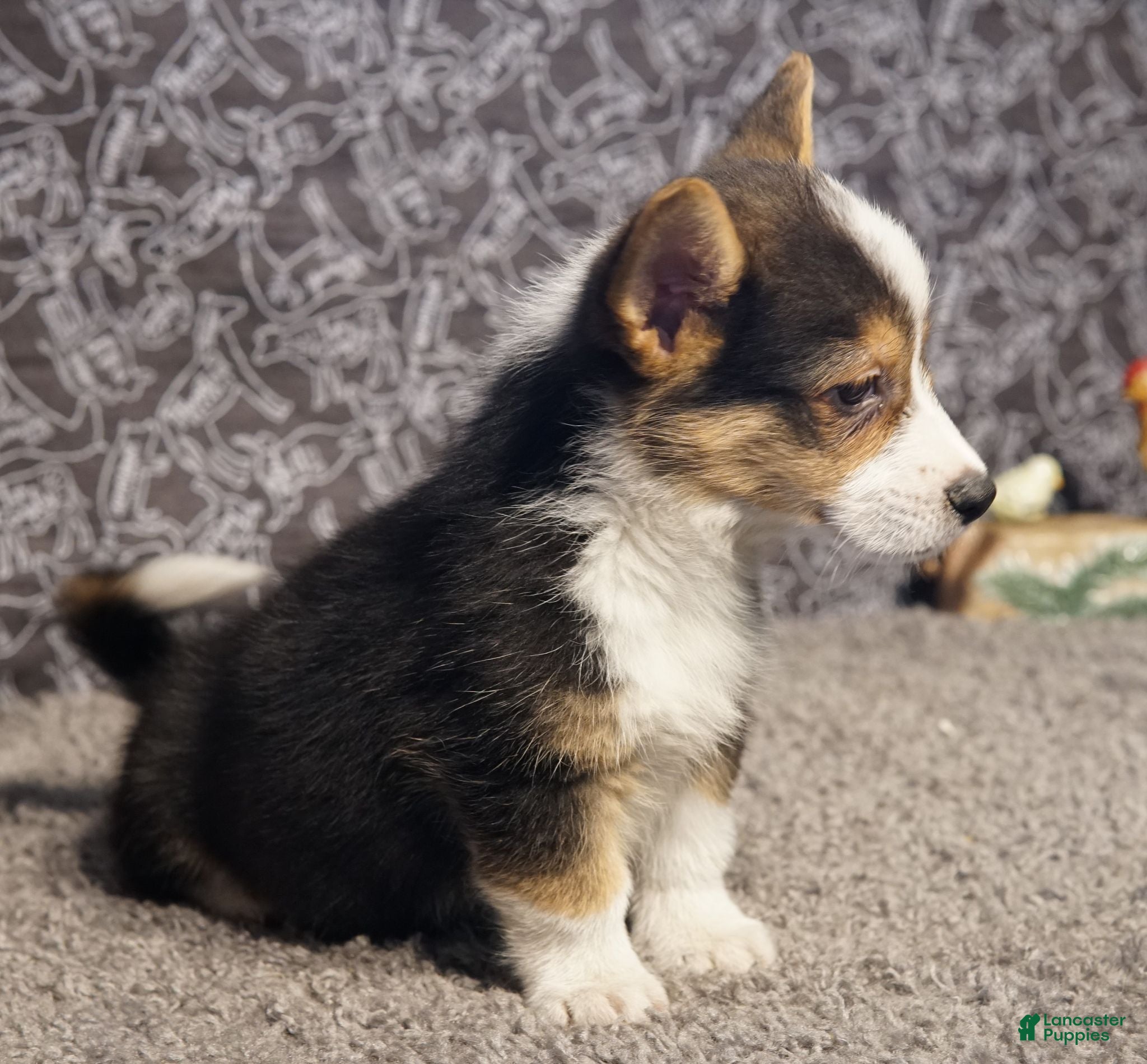 Welsh Corgi Pembroke dogs Agustus - Ad 2