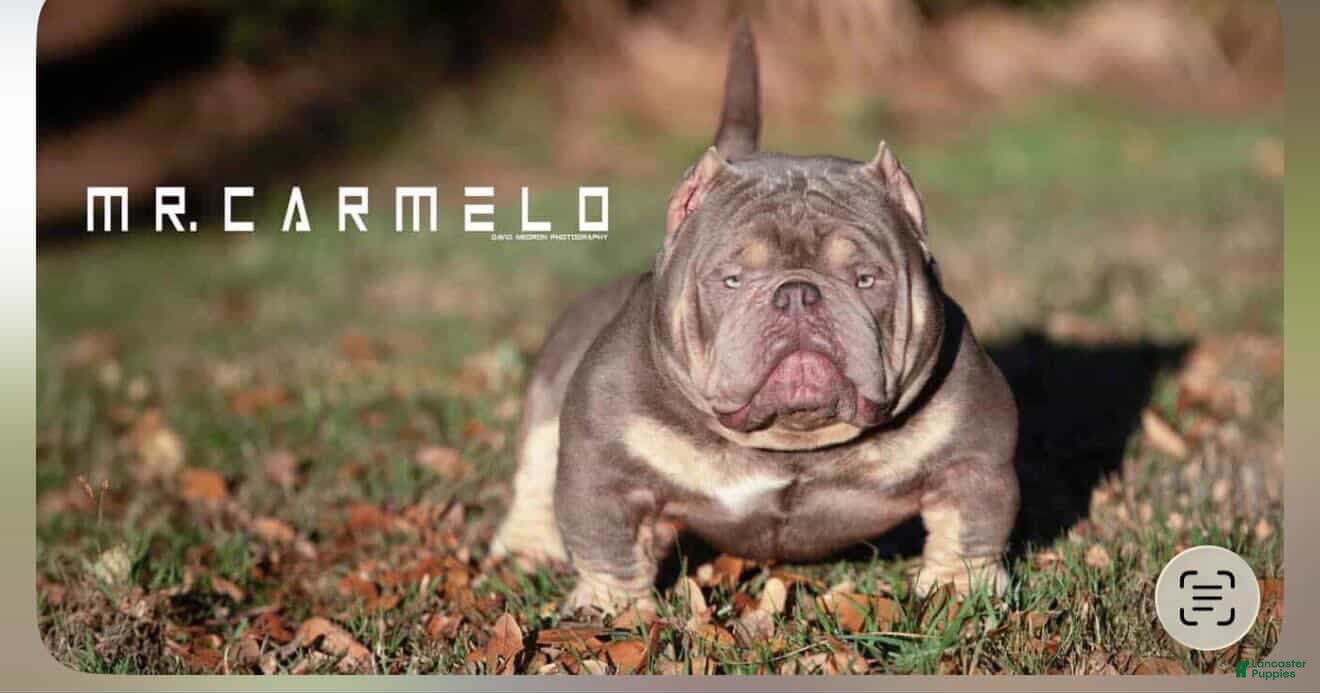 American Bully dogs Exotic Micro Bullies  - Ad 2
