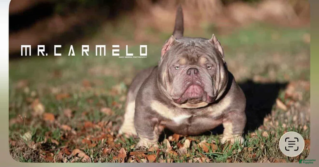American Bully dogs for sale: Exotic Micro Bullies  - Ad 2