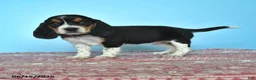Beagle dogs for sale: Willow - Ad 1