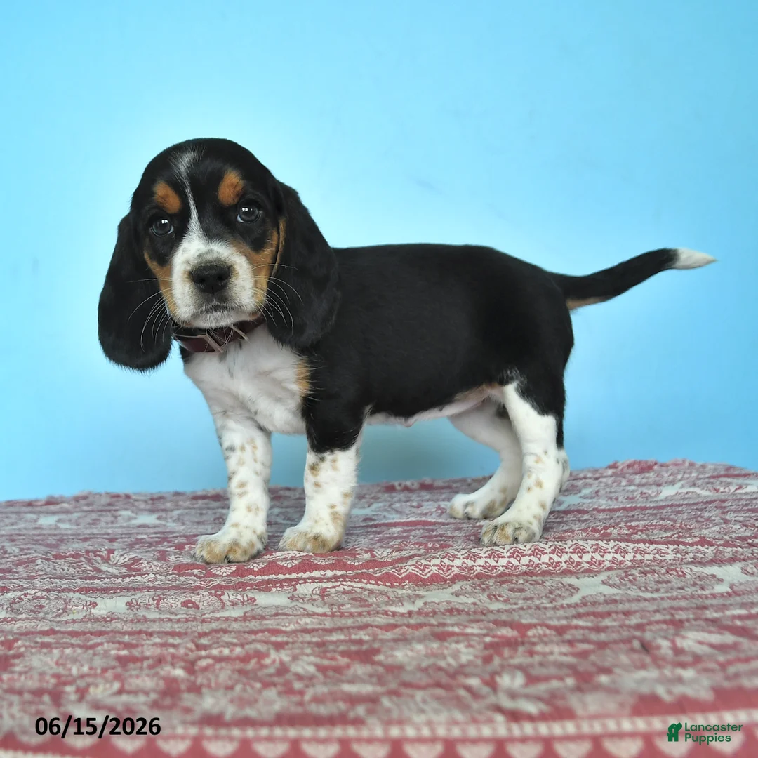 Beagle dogs for sale: Willow - Ad 1