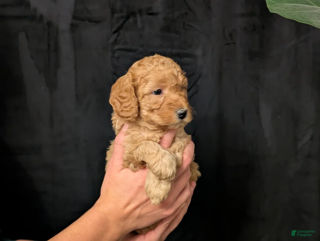Cavapoo dogs for sale: Tundra - Ad 4