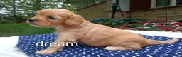 Cavapoo dogs for sale: Laredo  - Ad 5