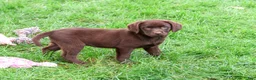 Labrador Retriever dogs for sale: Marie - Ad 2