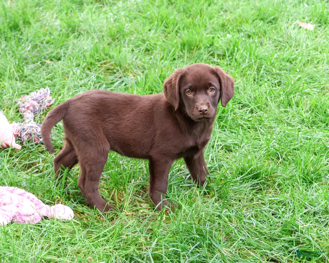 Labrador Retriever dogs for sale: Marie - Ad 2