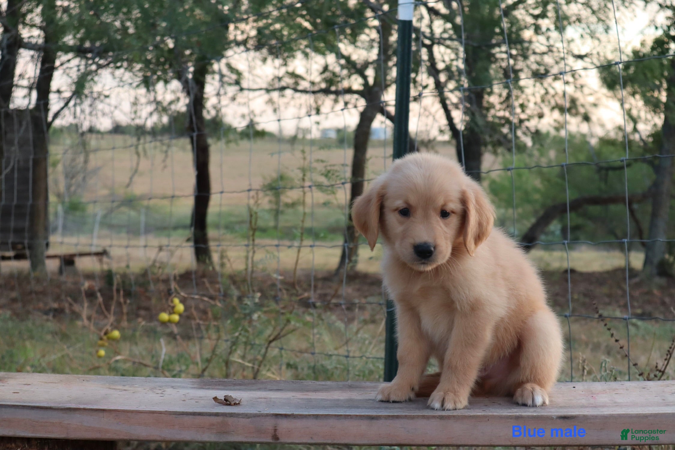 Golden Retriever dogs Lonnie - Ad 2