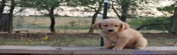 Golden Retriever dogs for sale: Lonnie - Ad 2