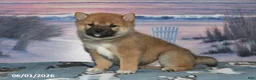 Shiba Inu dogs for sale: Dahlia - Ad 4